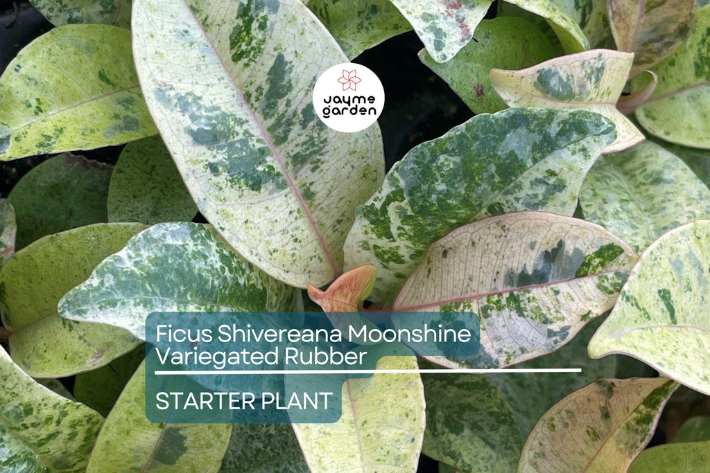 Ficus Shivereana Moonshine Starter Plant | Variegated Rubber Plant | Rooted Houseplant | 4" Tall | Tropical Evergreen | Indoor & Outdoor