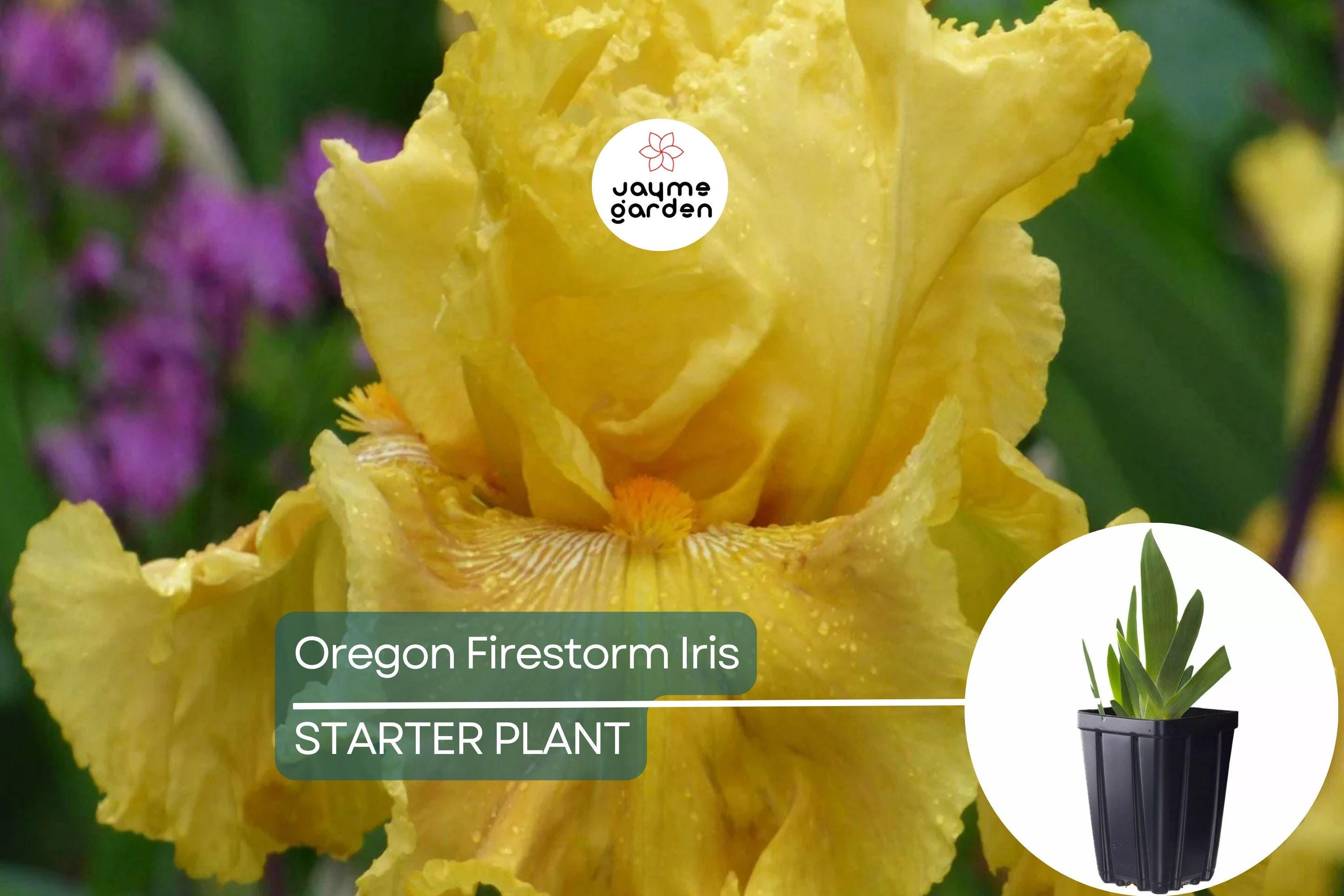 Oregon Firestorm Iris – Quart Pot | Yellow Reblooming Perennial | Deer-Resistant | Drought-Tolerant | Zones 3-10