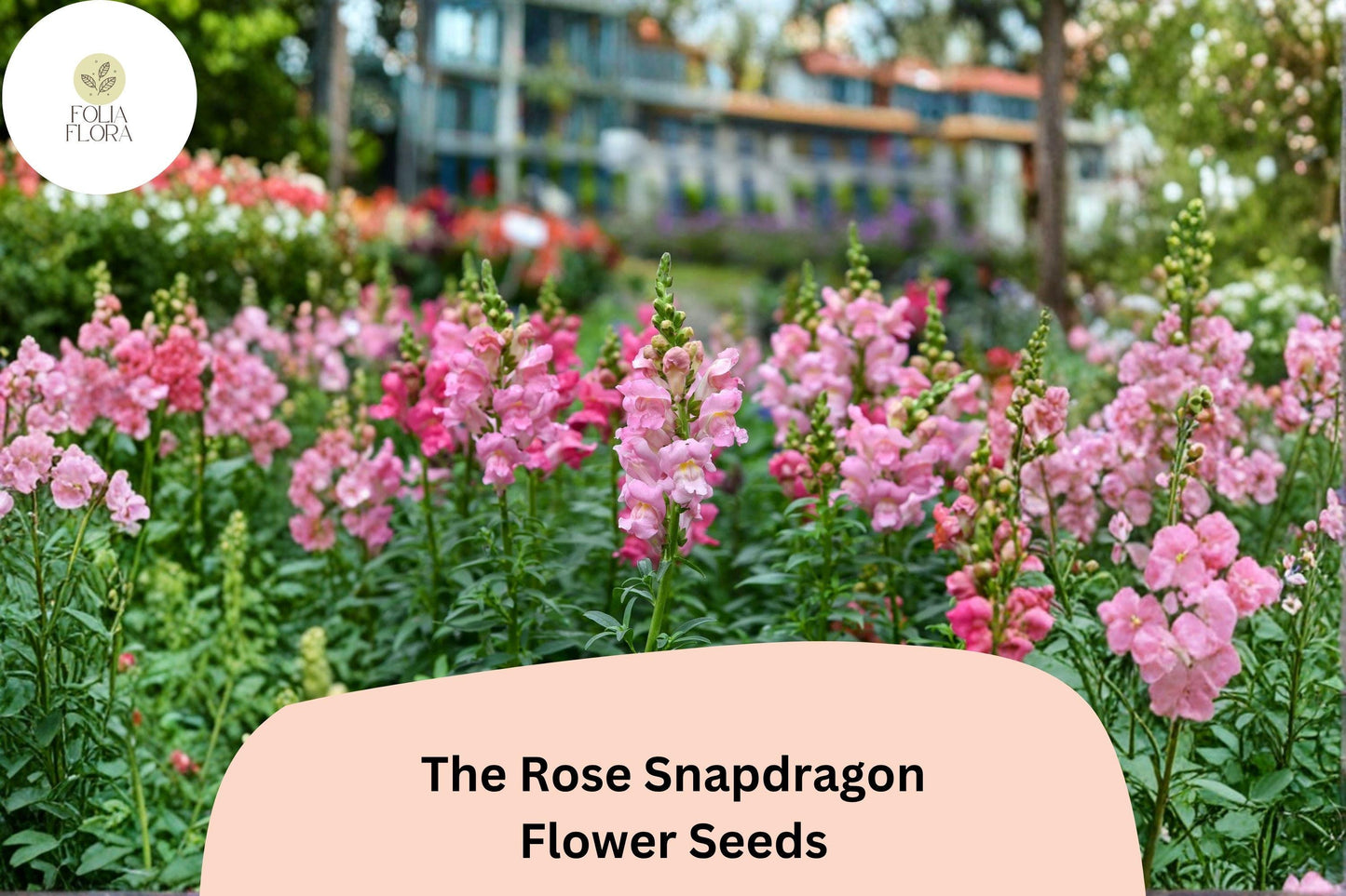 1000+ The Rose Snapdragon Seeds | Antirrhinum majus | Soft Pink Garden Flowers for Beds, Borders & Pots
