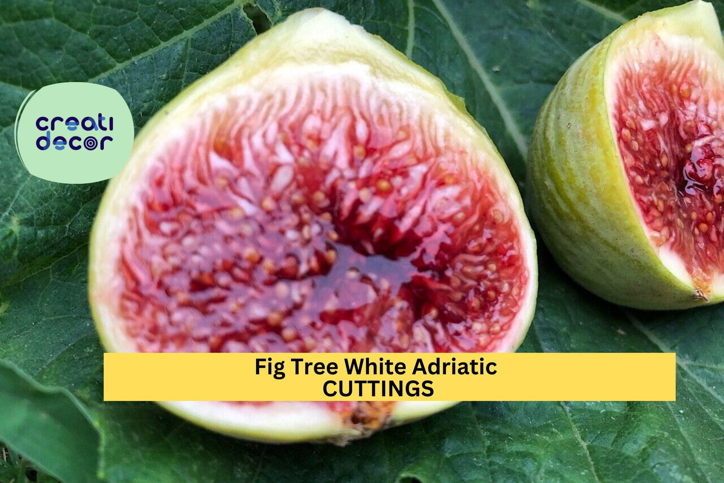 3 White Adriatic Fig Tree Cuttings – Ficus carica for Planting | Sweet Green-Skinned Variety | FREE US Shipping on Unrooted Stems