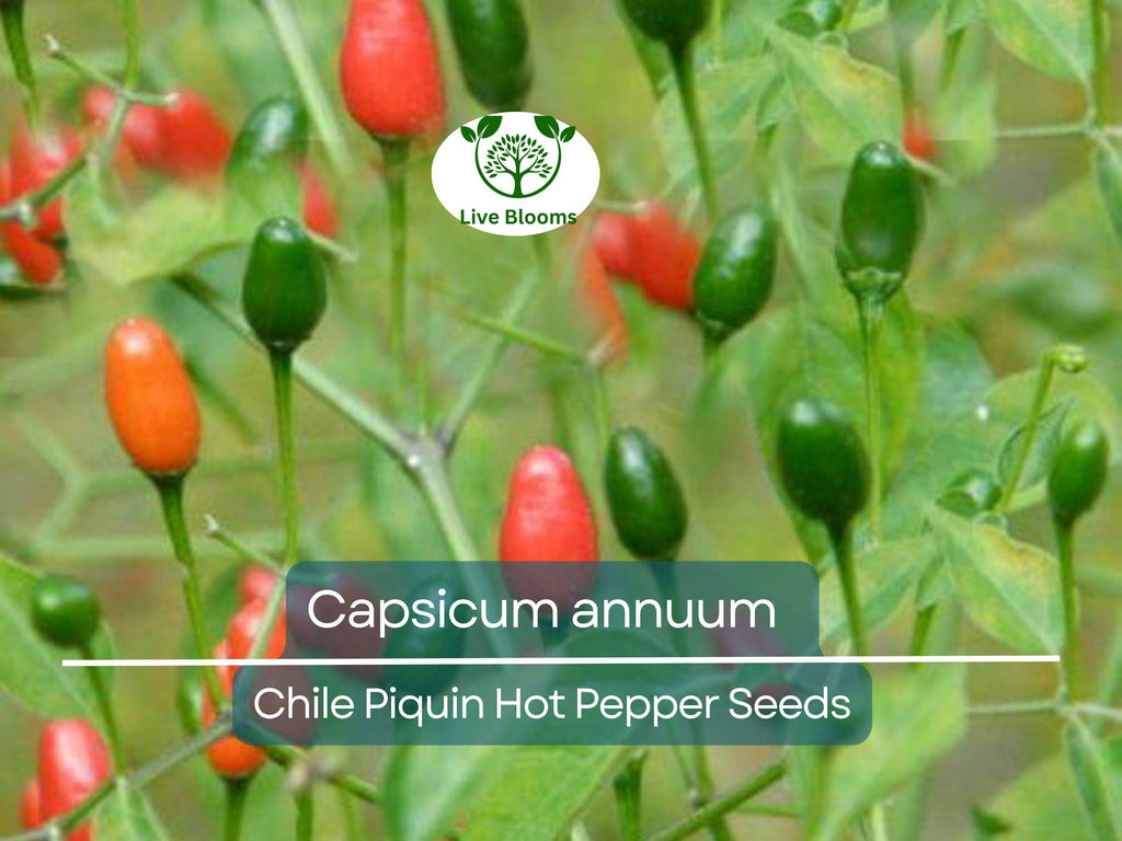 30 Seeds Chile Piquin Hot Pepper – Capsicum annuum | Heirloom Tiny Chili Peppers for Planting, Gardening & Spicy Culinary Use