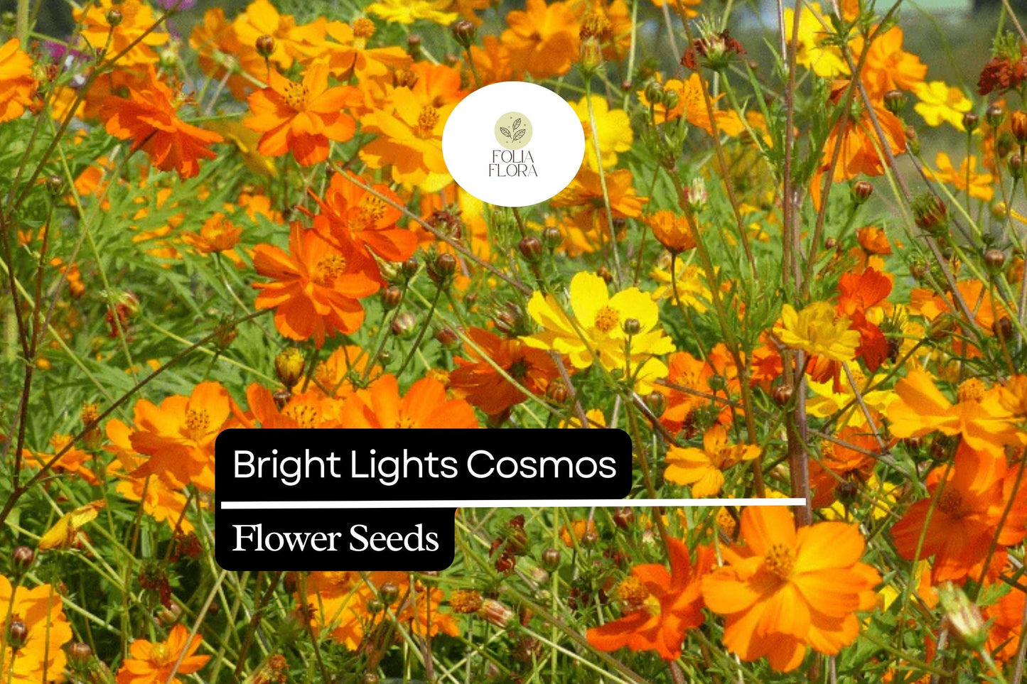 Bright Lights Cosmos (Cosmos sulphureus) – Vibrant Orange & Yellow Flowers, Easy to Grow, Pollinator-Friendly