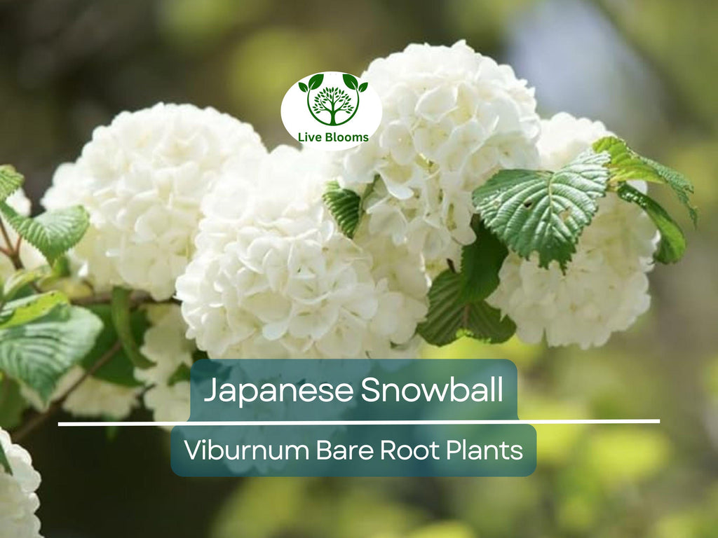 1 Japanese Snowball Viburnum Shrub - 12-18" Bare Root Starter Plant - Viburnum Plicatum Live Plant