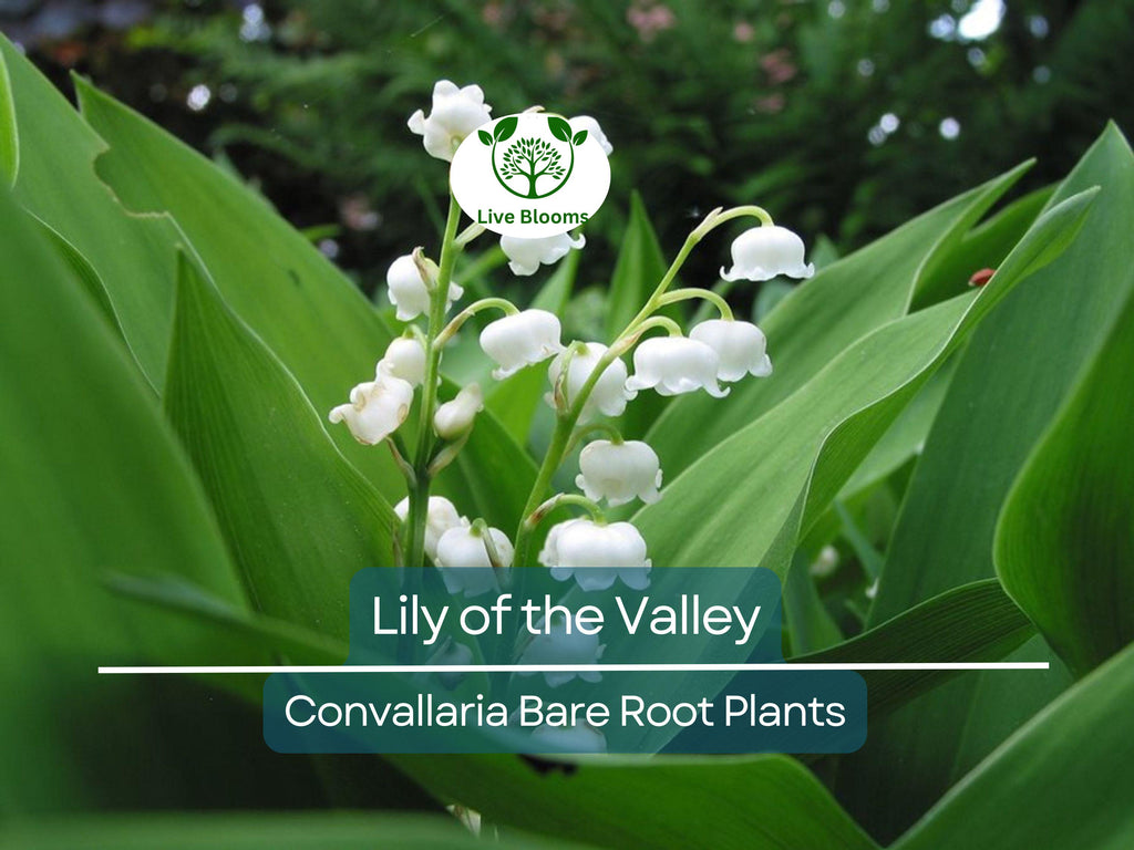 12 Lily of the Valley – Live Bare Root Perennial Plants – Fragrant White Flowers – Shade-Loving Ground Cover