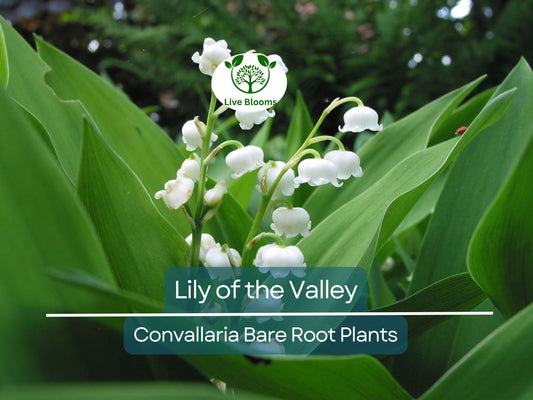12 Lily of the Valley – Live Bare Root Perennial Plants – Fragrant White Flowers – Shade-Loving Ground Cover