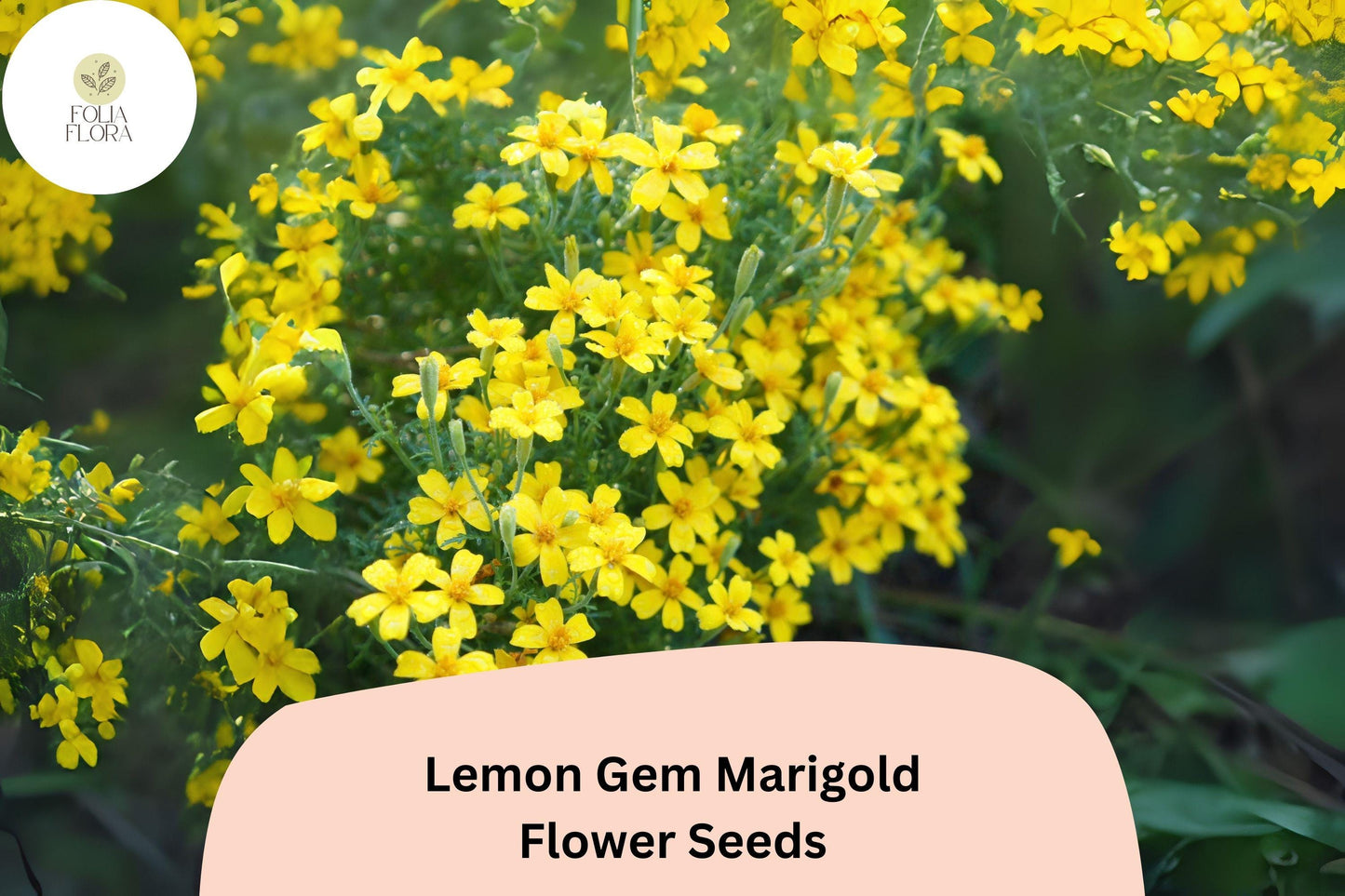 25+ Lemon Gem Marigold Seeds | Tagetes tenuifolia | Citrus-Scented Yellow Flowers | Compact Edging Annual for Garden Planting