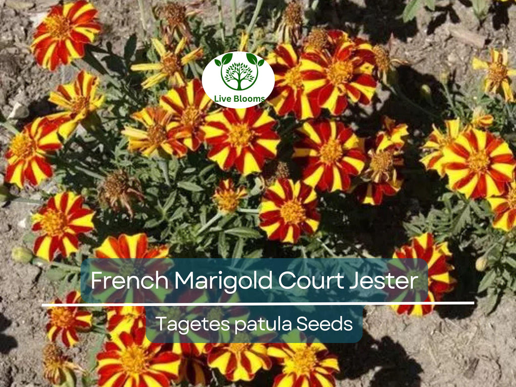 100 Seeds French Marigold Court Jester Harlequin - Tall, Non-GMO, Beneficial Pollinator Plant, Vibrant Blooms, for Gardens & Landscapes