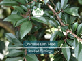 3 Chinese Elm Tree (Lacebark) Rooted Cuttings | Ulmus Parvifolia, Ideal for Bonsai, Hardy, Ornamental Tree for Home & Garden
