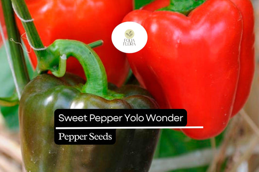 25 Sweet Yolo Wonder L Pepper Seeds – Capsicum annuum – Red Bell Pepper, Heirloom, Non-GMO, Sweet & Crisp Flavor