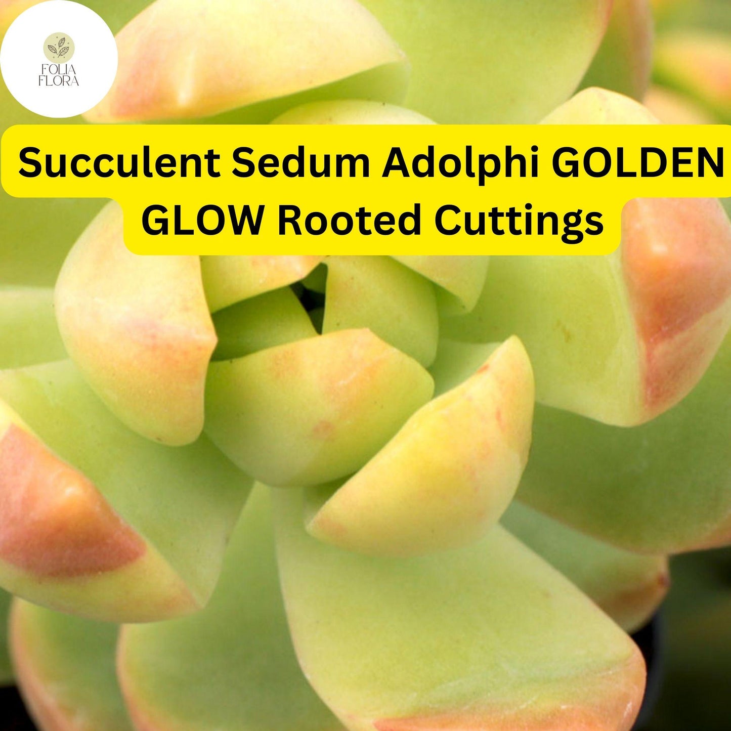 2 Bare Root Live Plants 2" Sedum adolphi ‘Golden Glow’ Succulent | Vibrant Yellow-Green Foliage | Easy Care | Indoor/Outdoor Plant