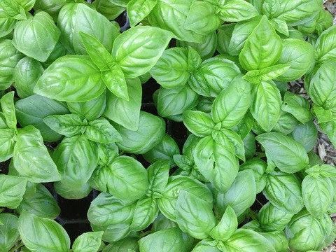 Set of 12 Herb Seeds – Basil, Dill, Parsley, Thyme, Lavender, Oregano, Cilantro & More – Perfect for Kitchen And Garden Planting – USA