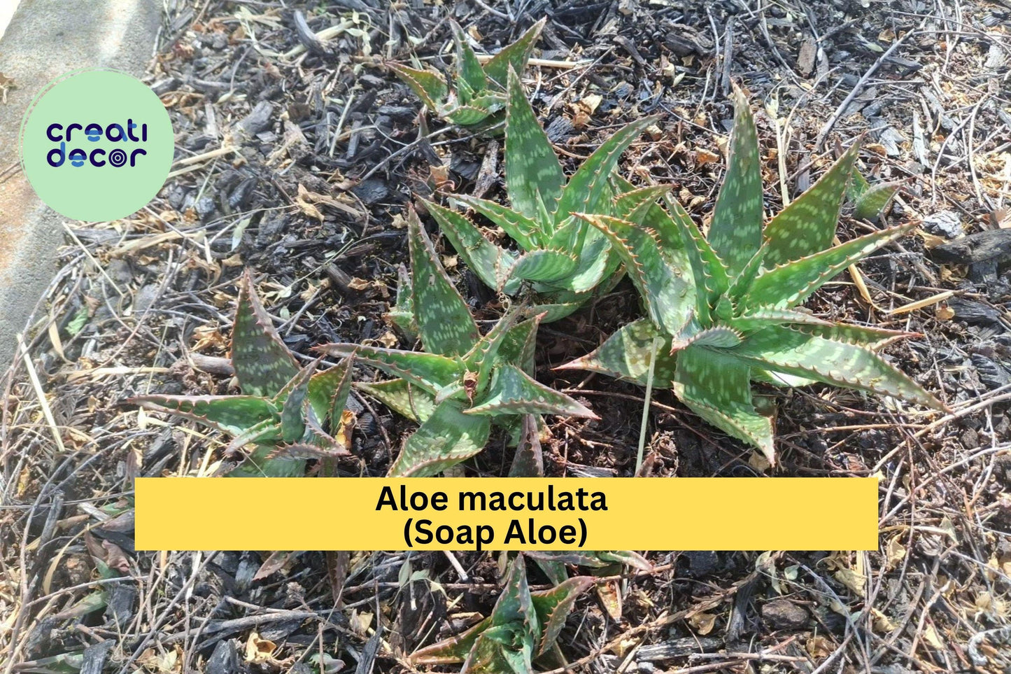 Aloe maculata Live Plants – 2 Rooted Soap Aloe Succulents, Spotted Leaf Cactus Type, Hardy Drought-Tolerant Plant for Garden or Pots