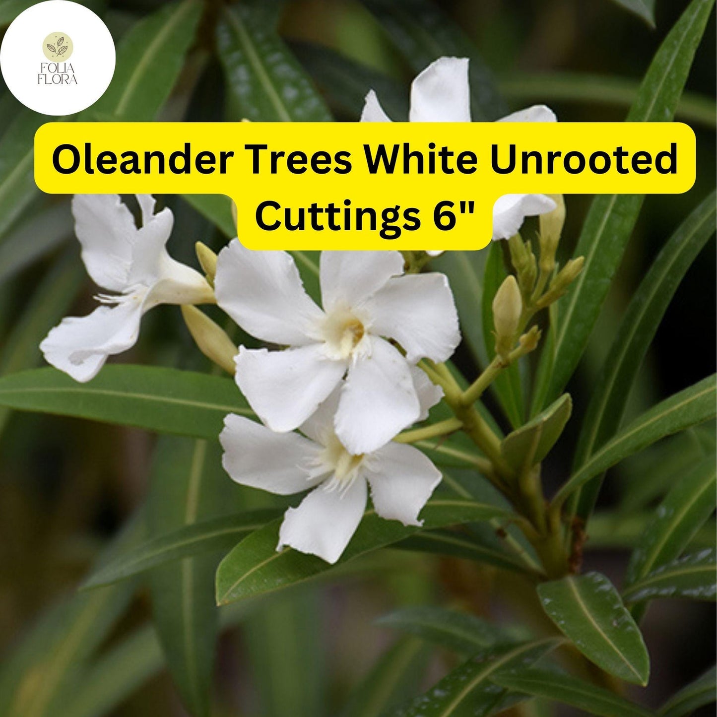 Oleander Tree ‘White’ | 7 Live 6” Unrooted Cuttings | Fast-Growing, Drought-Tolerant, Fragrant White Flowers, Easy-Care