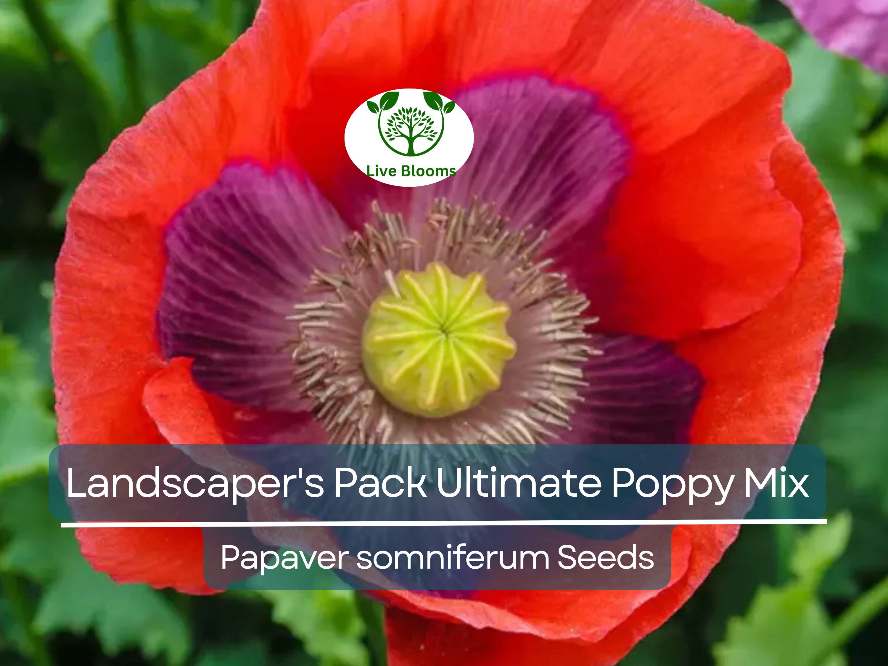 5000 Seeds Landscaper's Pack Ultimate Poppy Mix with Breadseed Papaver Non-GMO, Papaver somniferum, Colorful Garden Flowers
