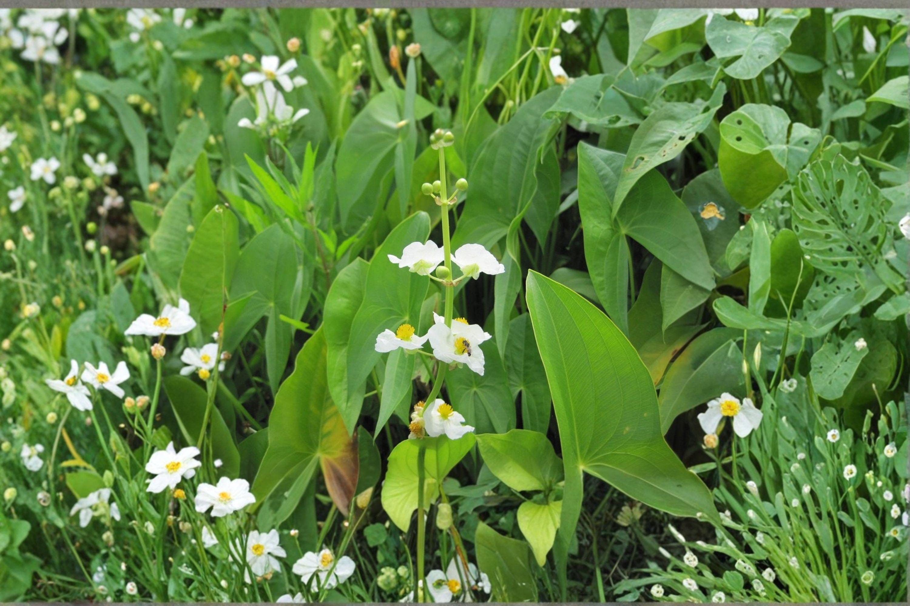 Sagittaria Latifolia Common Arrowhead Seeds – 500 Native Aquatic Wetland Plant | Wetland & Pond Margins | Pollinator-Friendly