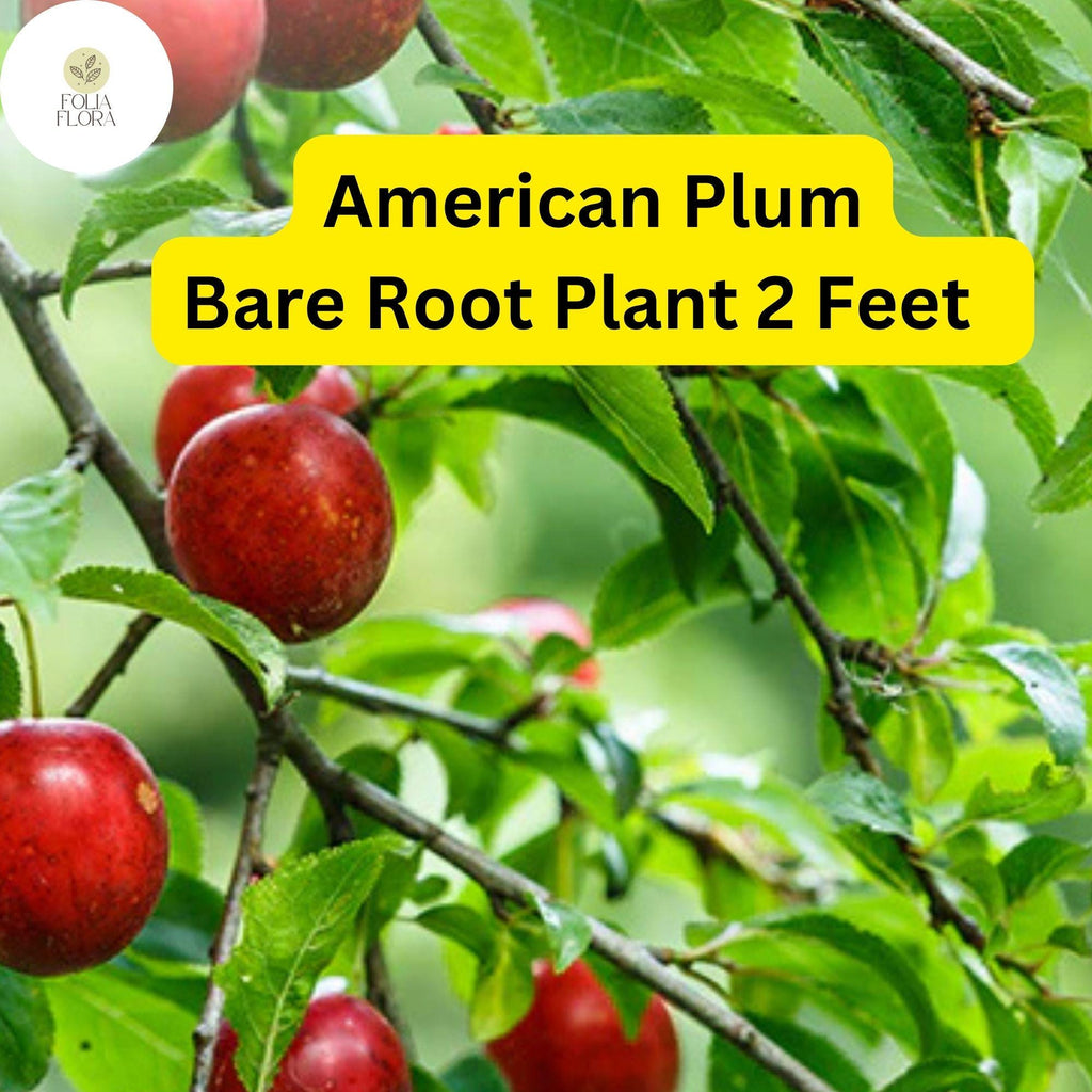 1 American Plum Tree 2ft Tall Live Fruit Tree - Ready to Plant