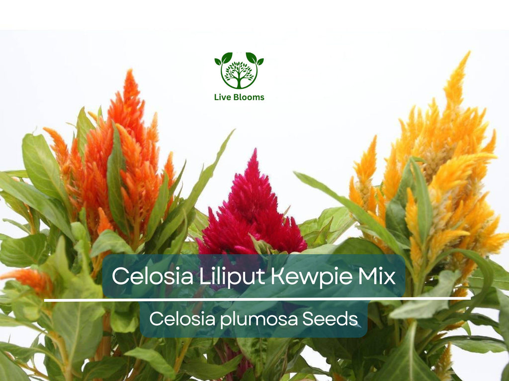 200 Seeds Celosia Plumosa LILLIPUT KEWPIE Mix, Dwarf Variety for Borders & Containers, Non-GMO, Vibrant Color, Easy to Grow, Annual Flowers