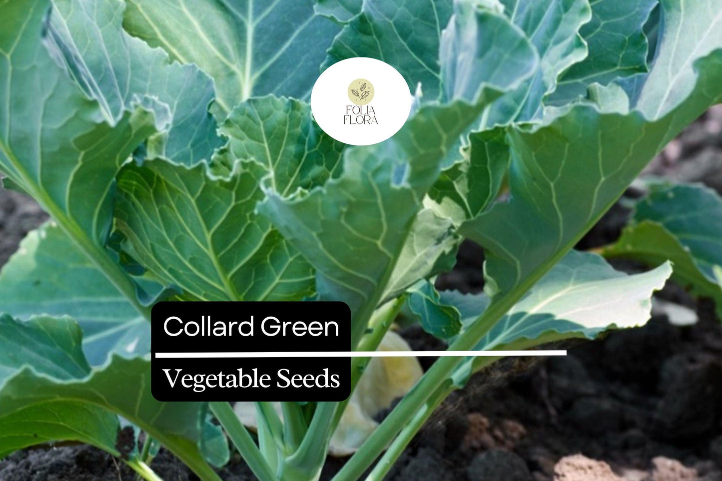25 Organic Collard Greens Seeds | Heirloom Variety | Cool Season Leafy Vegetable for Home Gardens