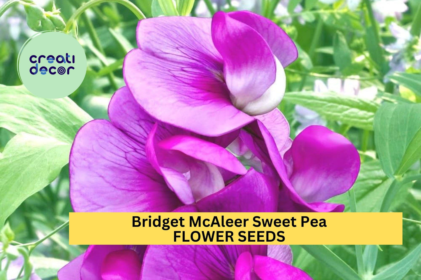 50+ Bridget McAleer Sweet Pea Seeds – Fragrant Pink & White Blooms for Garden Planting, Climbing Vines for Trellises – USA