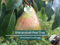 3 Shenandoah Pear Tree Scions, Unrooted Cuttings 10-12 Inches for Grafting & Rooting – Pyrus communis, Sweet Pear, Fruit Tree Propagation
