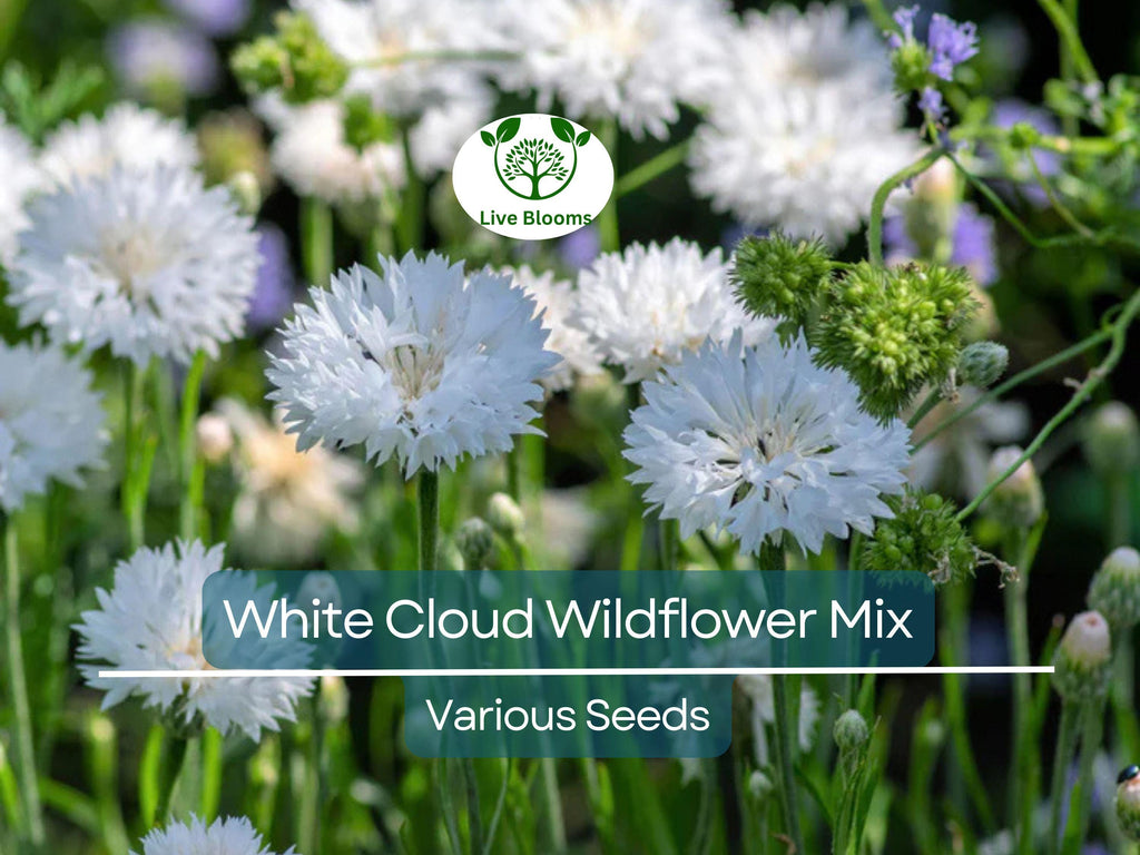 1000 Seeds White Cloud 9 Wildflower Mix – Heirloom Non-GMO White Bloom Blend for Moon Gardens, Memorial Plantings, Pollinators