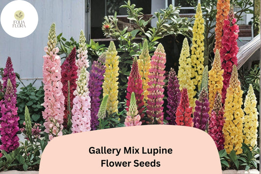 25+ Gallery Mix Lupine Seeds | Lupinus polyphyllus | Mixed Colors | Compact Perennial Lupine for Cottage
