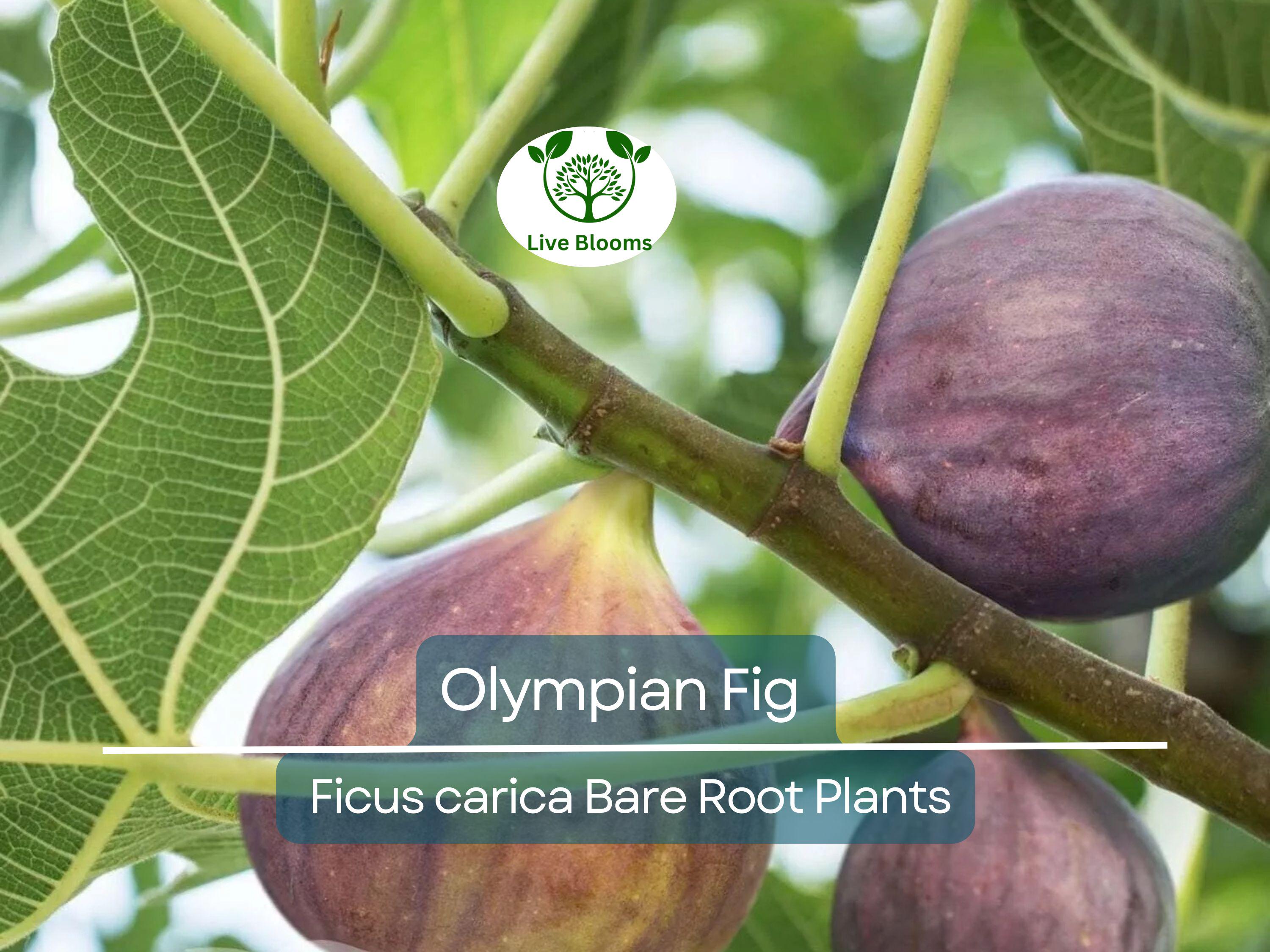1 Olympian Fig Tree Bare Root Starter Plants - Ficus carica, Cold Hardy, Sweet Fruit, Edible Garden, Non-GMO Live Plant