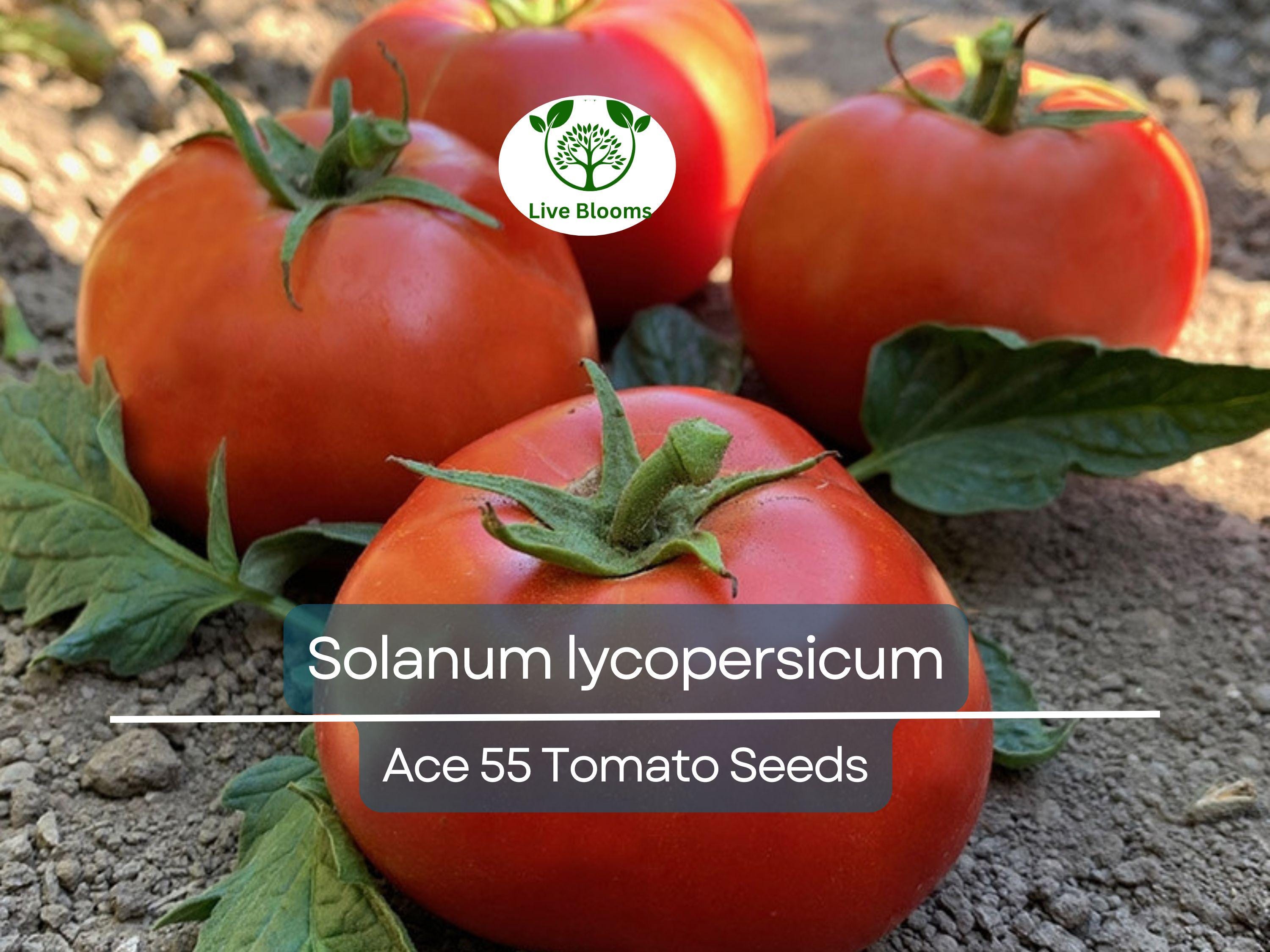 100 mg Ace 55 Tomato Seeds - Solanum lycopersicum | Heirloom, Low-Acid Red Tomato for Planting, Home Garden, Perfect for Slicing & Cooking