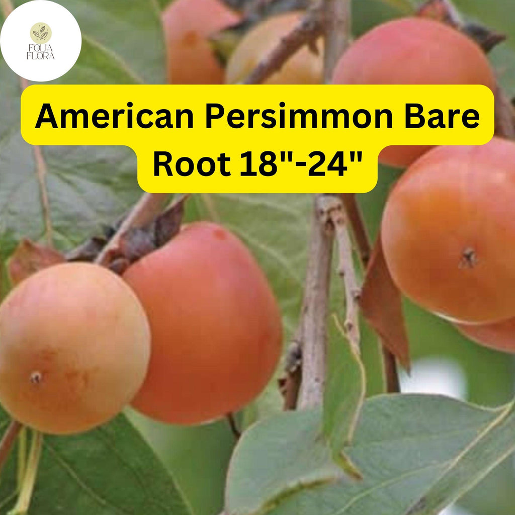 1 Diospyros virginiana American Persimmon Tree - Live Bare Root Plant for Zones 4-9 - Edible Fruit & Wildlife Tree 18"-24"