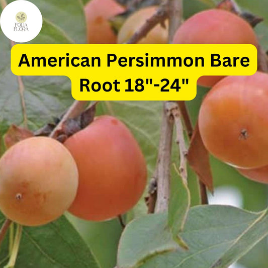 1 Diospyros virginiana American Persimmon Tree - Live Bare Root Plant for Zones 4-9 - Edible Fruit & Wildlife Tree 18"-24"
