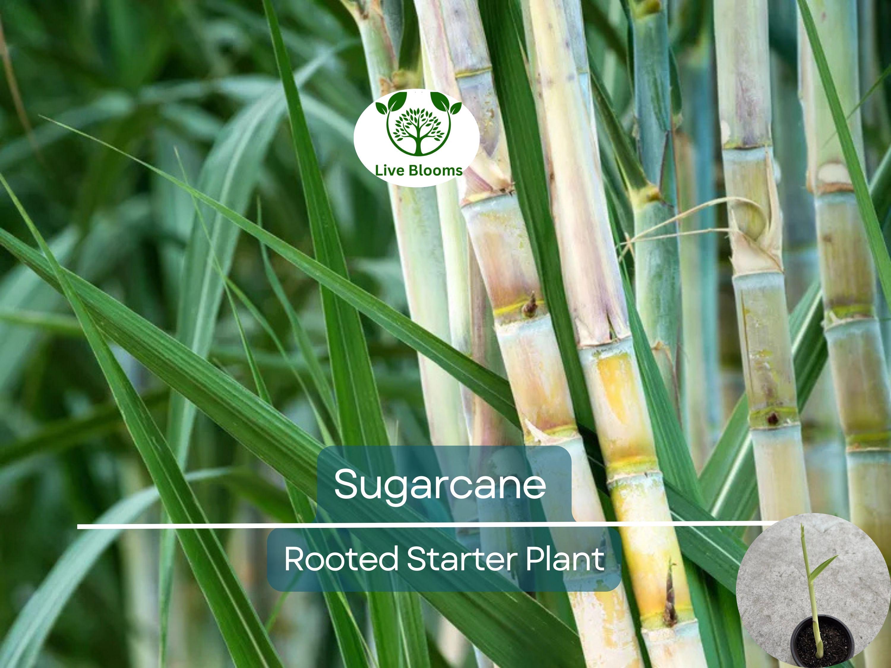 1 Rooted Sugarcane Plant 8" - Sweet Juicy Cutting, Ready to Plant, Saccharum officinarum, Perfect for Garden, Fresh Sugarcane, Easy to Grow