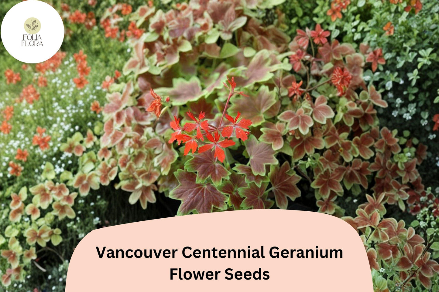 25+ Vancouver Centennial Geranium Seeds | Zonal Pelargonium | Red-Orange Blooms & Bronze Leaves for Garden Pots
