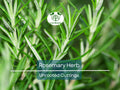 15 Organic Rosemary Herb Plant Cuttings, Rosmarinus Officinalis, Unrooted 10" Each, Fresh Culinary Herb for Propagation, Easy to Grow