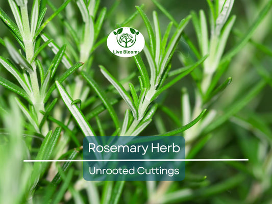15 Organic Rosemary Herb Plant Cuttings, Rosmarinus Officinalis, Unrooted 10" Each, Fresh Culinary Herb for Propagation, Easy to Grow