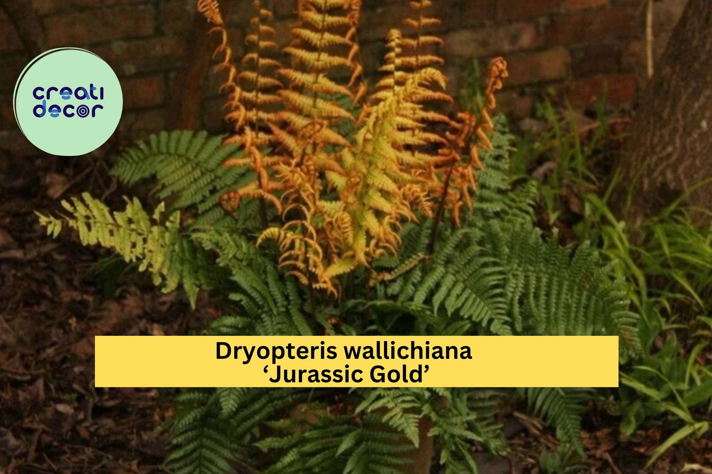 Dryopteris ‘Jurassic Gold’ Live Fern – Perennial Shade Plant, Hardy Golden Foliage for Woodland Garden or Containers, Free Shipping