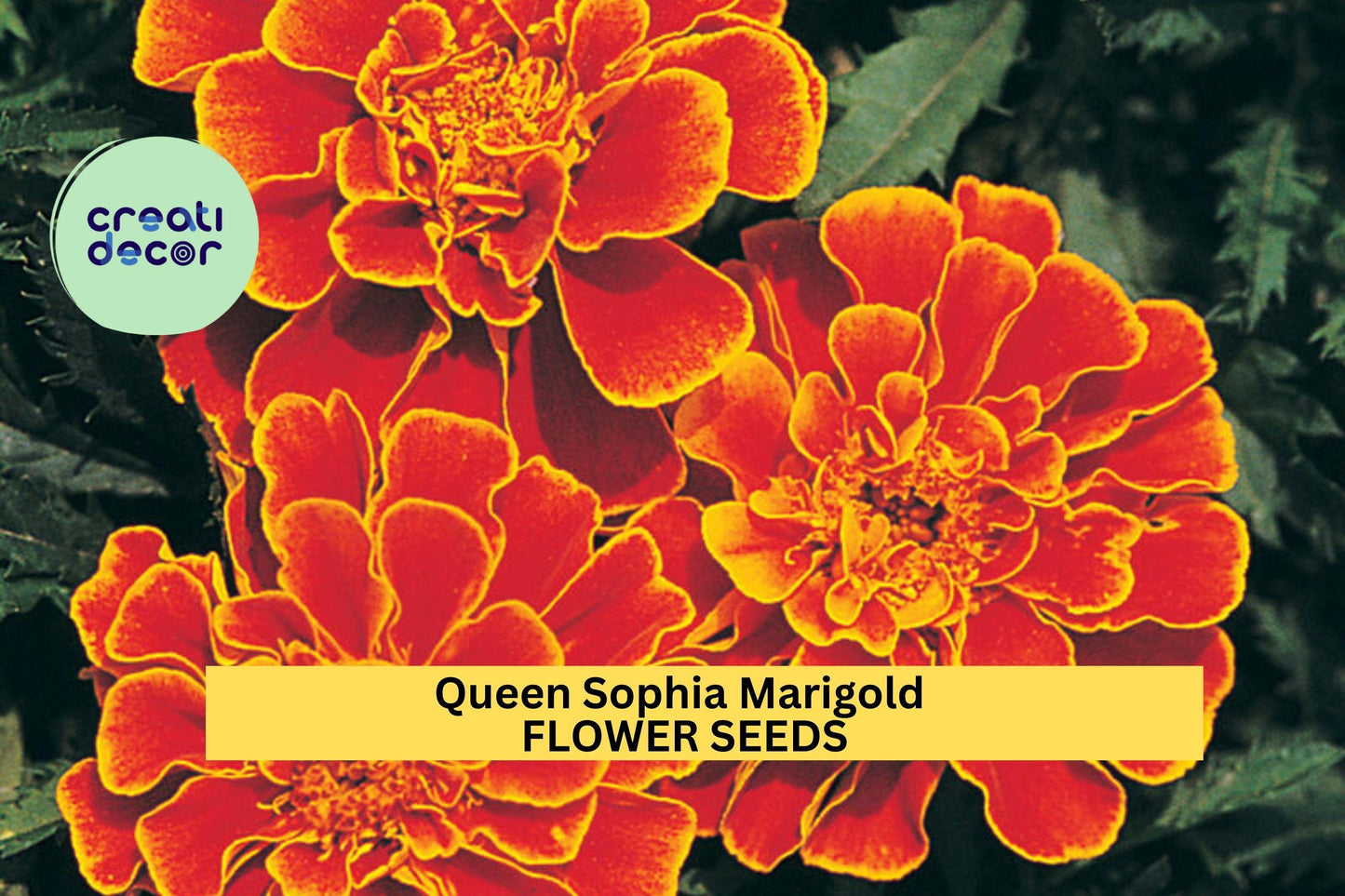 25+ Queen Sophia Marigold Seeds – Compact French Marigold with Gold-Red Blooms for Garden Planting, Great for Borders – USA