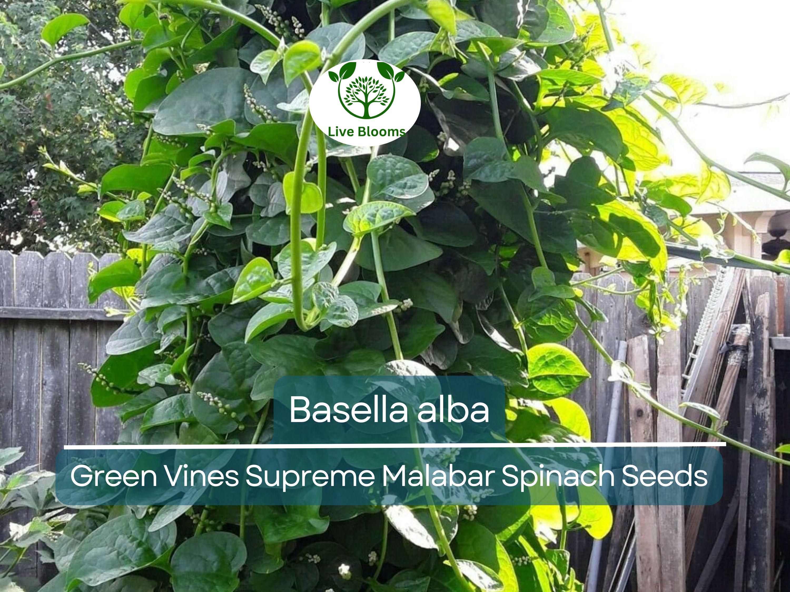 500 mg Seeds Malabar Spinach Green Vines – Basella alba | Heirloom Vegetable for Planting, Lush Growth & Nutritious Harvests