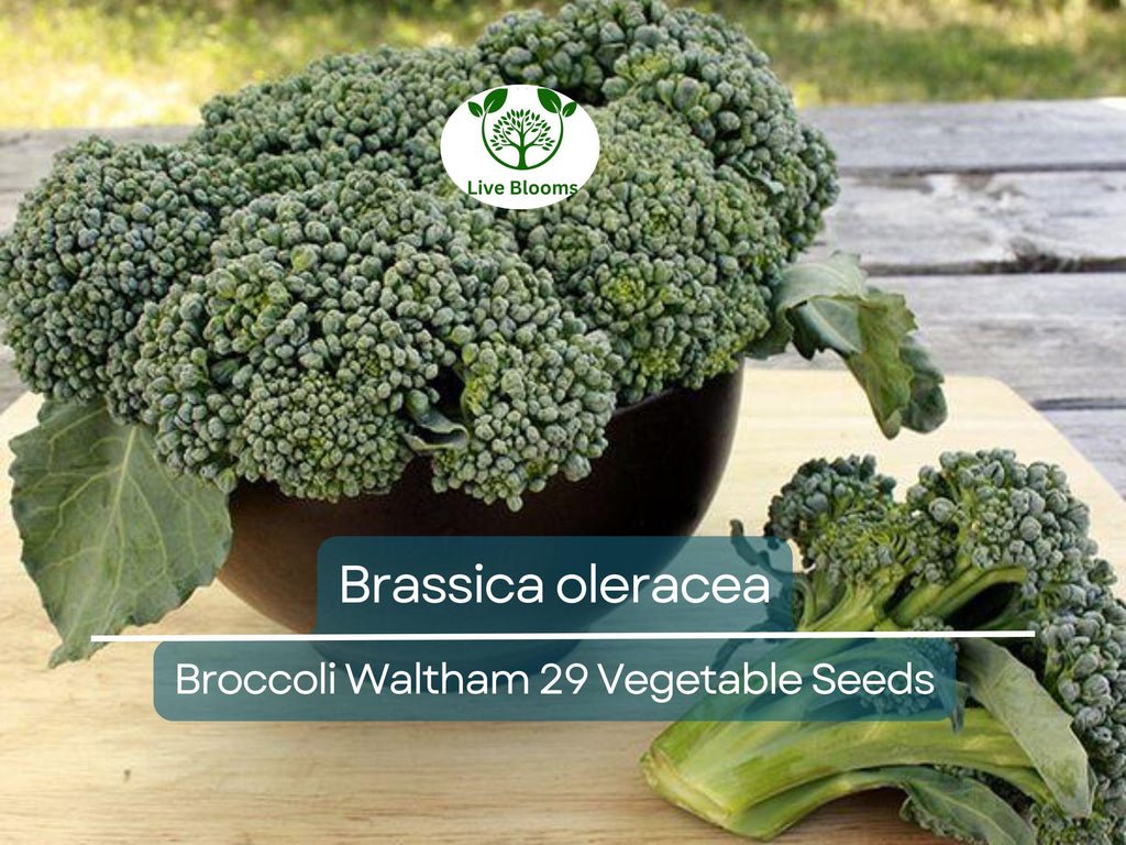 300 Seeds Broccoli Waltham 29 - Brassica oleracea | Heirloom Broccoli Seeds for Planting, Gardening & Delicious Harvests