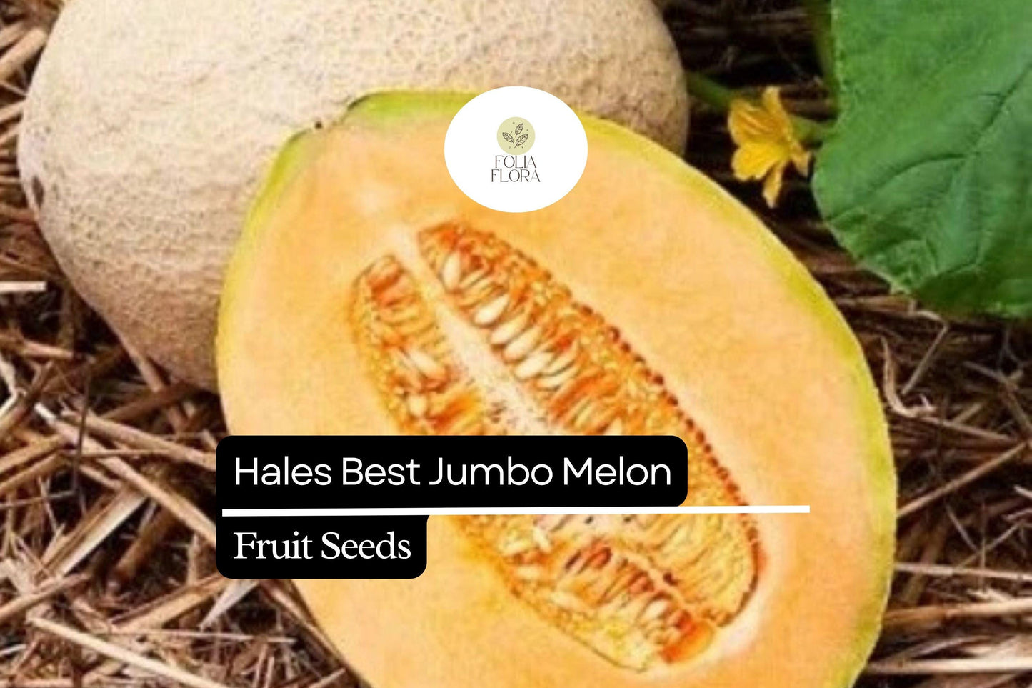 20 Seeds Hales Best Jumbo Cantaloupe, Cucumis Melo, Sweet & Juicy Melon