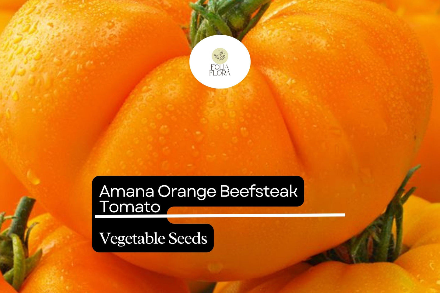 30 Amana Orange Tomato Seeds – Solanum lycopersicum – Heirloom Beefsteak, High-Yielding, Perfect for Slicing