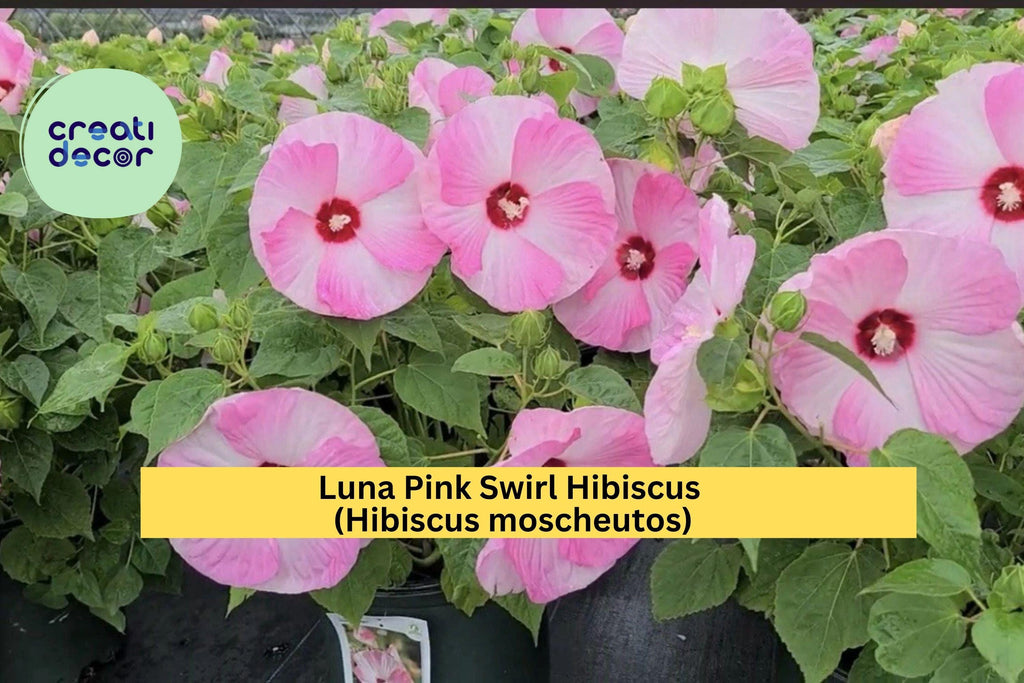 Luna Pink Swirl Hibiscus – Live Hibiscus moscheutos Rooted Starter Plant, Hardy Perennial with Huge 8–10” Pink & White Blooms Zones 5–9