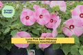 Luna Pink Swirl Hibiscus – Live Hibiscus moscheutos Rooted Starter Plant, Hardy Perennial with Huge 8–10” Pink & White Blooms Zones 5–9