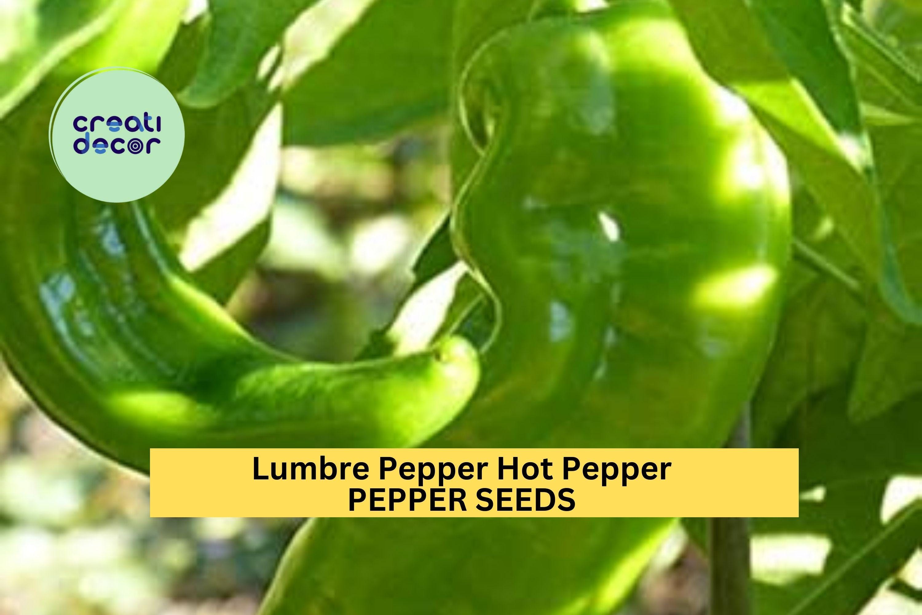 3pcs of 250mg Lumbre Hot Pepper Seeds – Spicy Mexican Chili Seeds for Planting – High-Yield, Fast-Growing Heirloom Variety