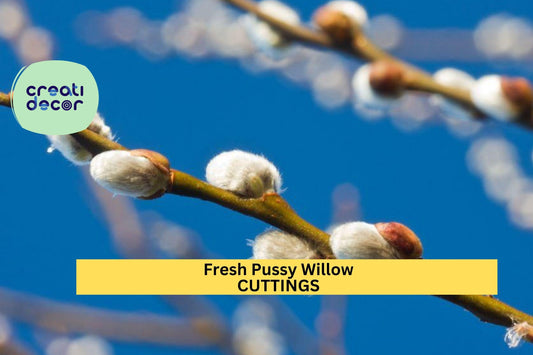 10 Pussy Willow Cuttings | Fresh Unrooted Stems | Easy to Root Shrub | Salix Starter for Garden, Crafts or Floral Displays