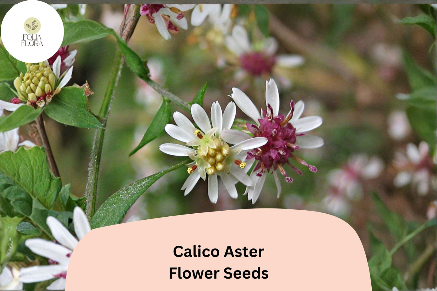 100 Symphyotrichum lateriflorum Seeds | Calico Aster | White Native Perennial Wildflower for Pollinator & Meadow Garden