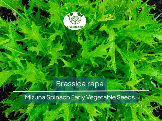 500 mg Seeds Mizuna Spinach Early – Brassica rapa | Heirloom Vegetable for Planting, Fast-Growing Greens, Fresh Harvest