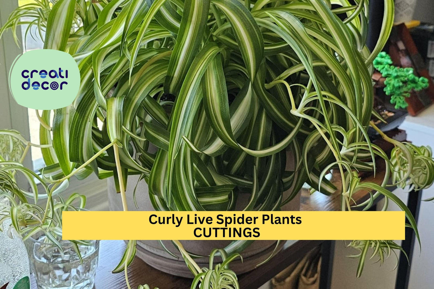 3 Curly Spider Plants ‘Bonnie’ | Rare Variegated Rooted Cuttings | Chlorophytum Houseplant | Easy Care Indoor Starter