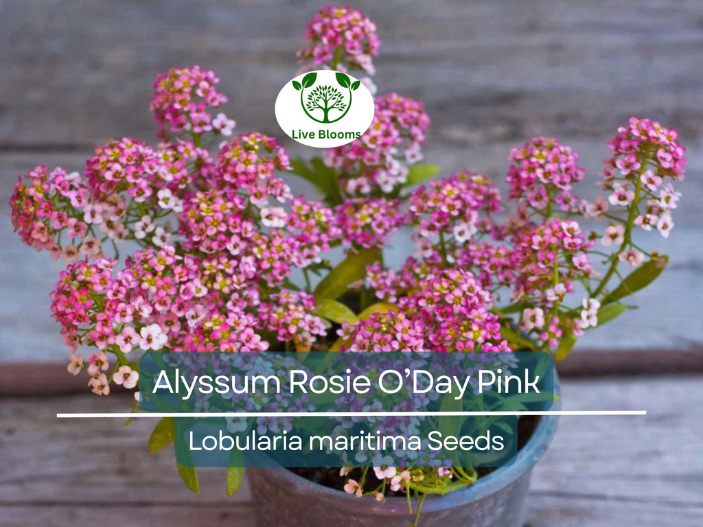 500 Seeds Alyssum Rosie O’Day Pink Groundcover - Fragrant Non-GMO Flowers, Bee-Friendly, Perfect for Garden Borders & Containers