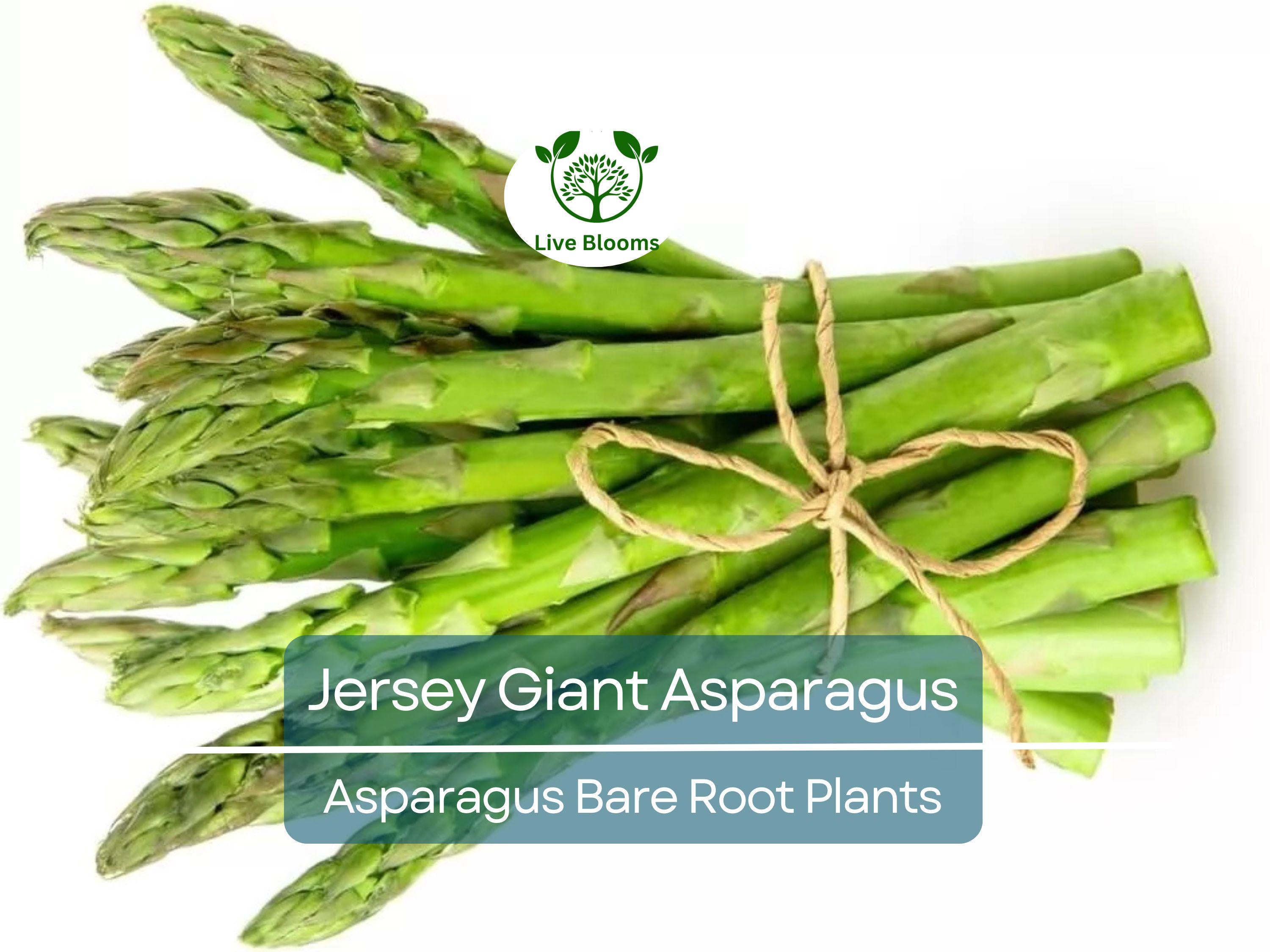 25 Jersey Giant Asparagus – 2 Year Bare Root Crowns – Live Perennial Veg Plants – Early, Heavy Yielding, Cold Hardy Variety
