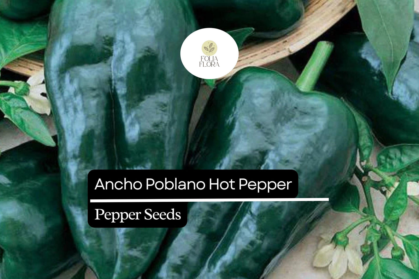 25 Ancho Poblano Pepper Seeds – Heirloom, Non-GMO, Mildly Spicy & Flavorful Peppers